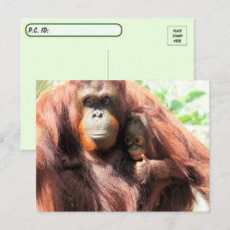 Postcrossing Thumbs Up Orangutan Mum and Baby Postcard
