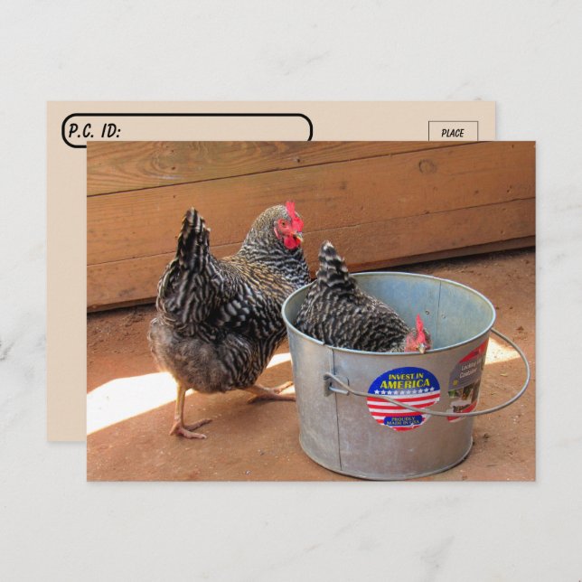 Postcrossing Two Darn Cute Chickens Postcard (Front/Back)