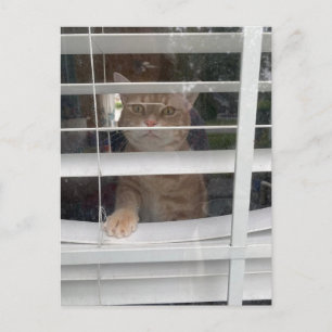 Postcrossing - Where's Mum Cat Postcard