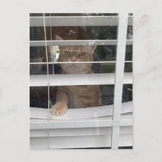 Postcrossing - Where's Mum Cat Postcard