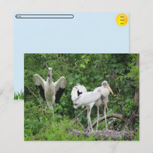 POSTCROSSING - Wood Stork Family Postcard