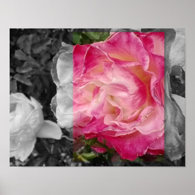 POSTER 11x14, PINK Flower (Front)