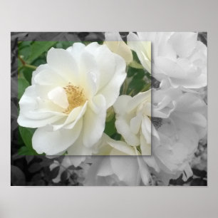 POSTER 14x11, White Rose