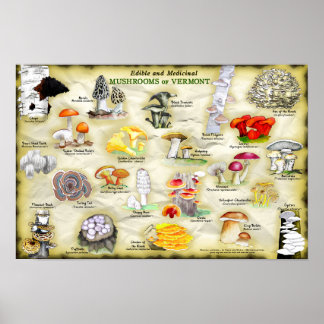 Poster 18x12 Mushrooms of Vermont