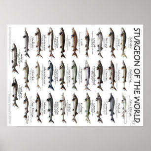 POSTER - 18X24 - STURGEON OF THE WORLD