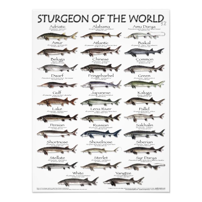 POSTER - 18X24 - STURGEON OF THE WORLD -FIRST EVER (Front)