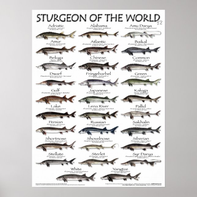 POSTER - 18X24 - STURGEON OF THE WORLD -FIRST EVER (Front)