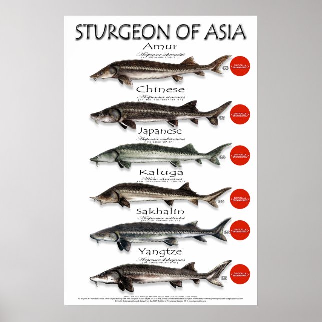POSTER - 20x30 - STURGEON of ASIA (Front)