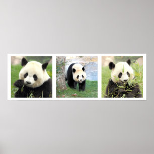 Poster 30x90 Panda géant