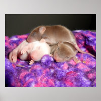 Poster: 3 Baby Mice