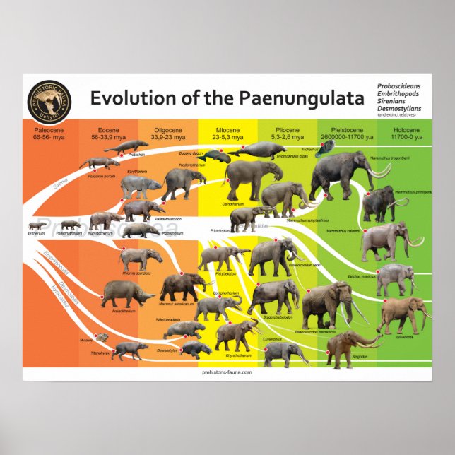 Poster A2 Evolution of the Paenungulata  (Front)