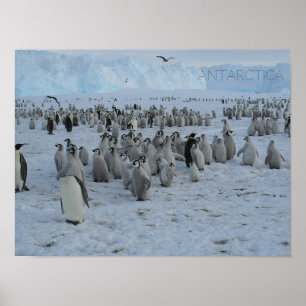 Poster A flock of Pingains in Antarctica, photo.