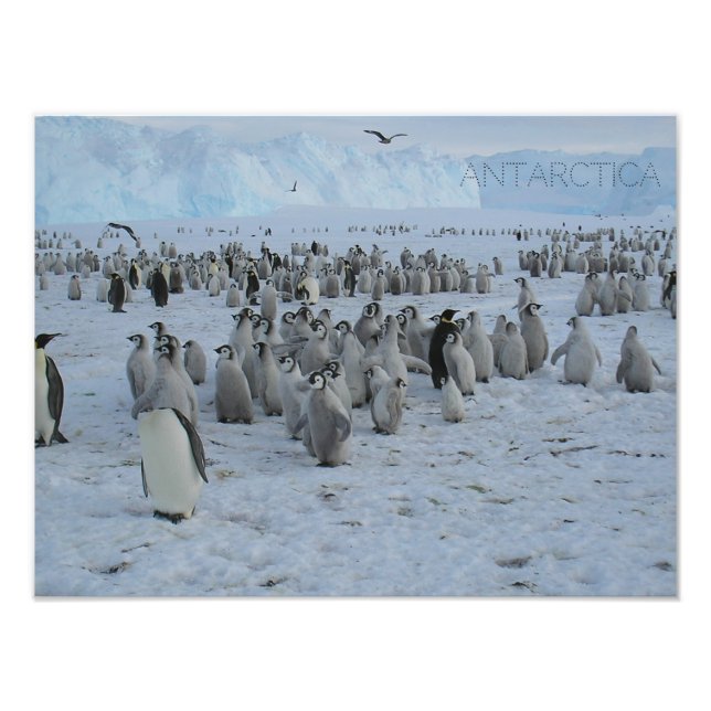 Poster A flock of Pingains in Antarctica, photo.  (Front)