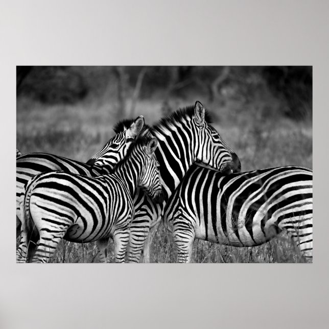 Poster - African Zebra's B/W (Front)