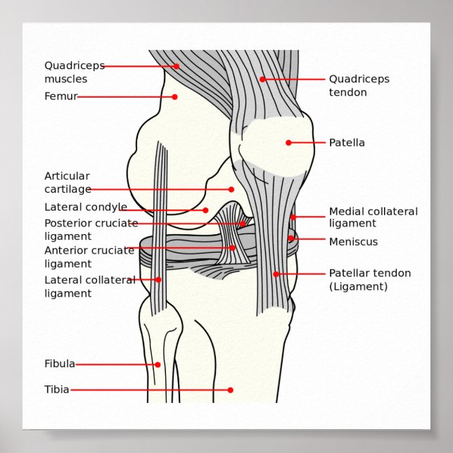 Poster Anatomical Diagram human right knee joint (Front)