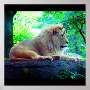 Poster-Animals-27 Poster