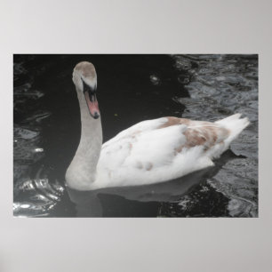 Poster Baby Swan Swimming