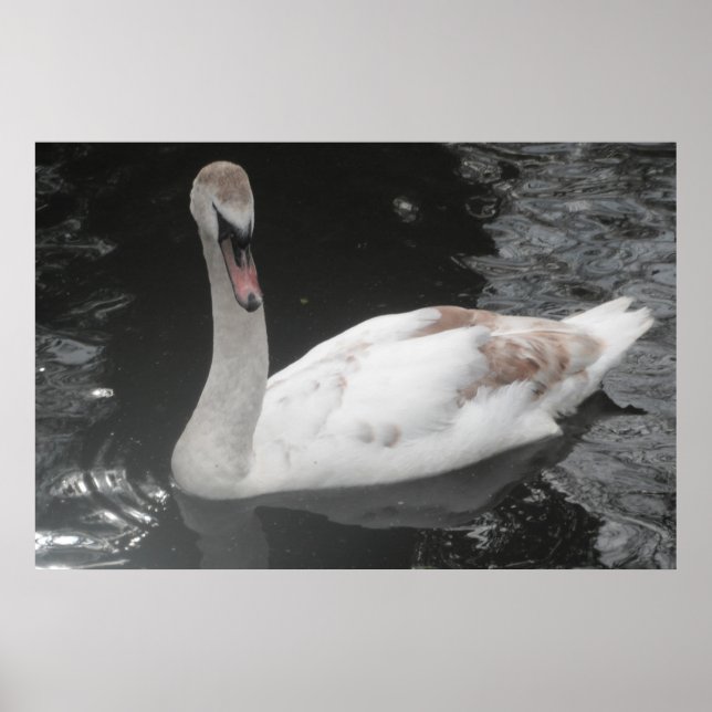 Poster Baby Swan Swimming (Front)