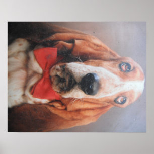 Poster Basset Hound With Red Bow Tie