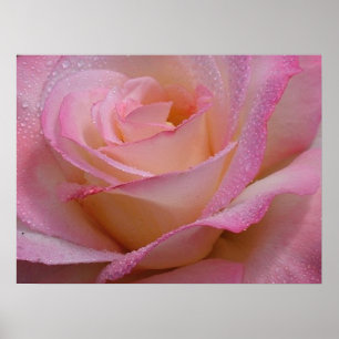 Poster Beautiful Pink Rose