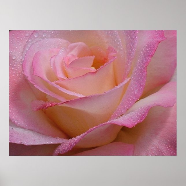 Poster Beautiful Pink Rose (Front)