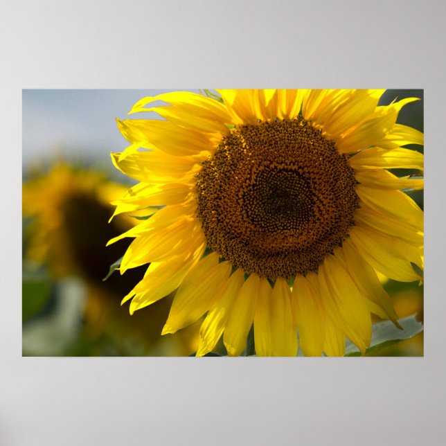 Poster - Beautiful Yellow Sunflower Closeup (Front)