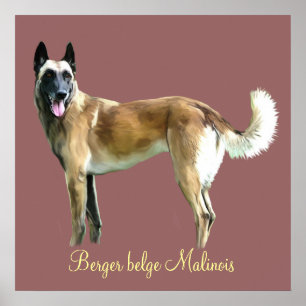 poster belgian malinese shepherd