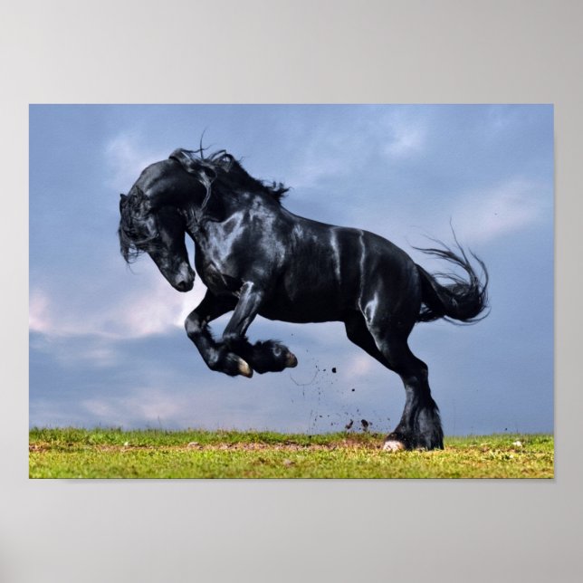 Poster - Black Friesian Horse Running Free (Front)