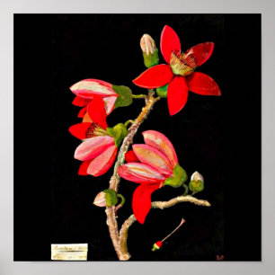 Poster-Botanical Art-Mary Delany 10 Poster