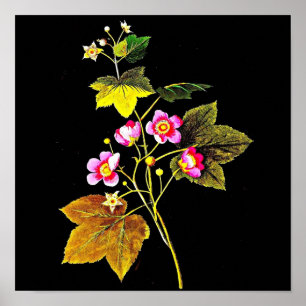 Poster-Botanical Art-Mary Delany 4 Poster