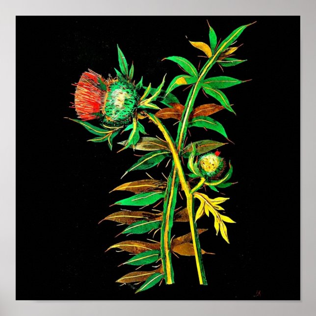 Poster-Botanical Art-Mary Delany 6 Poster (Front)