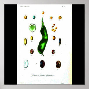 Poster-Botanicals-Beans Poster