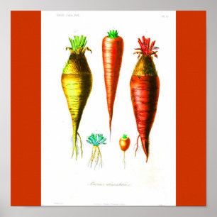 Poster-Botanicals-Carrot Poster