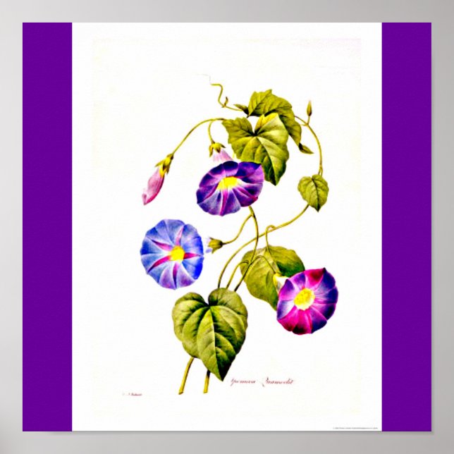 Poster-Botanicals-Pierre Joseph Redoute 6 Poster (Front)