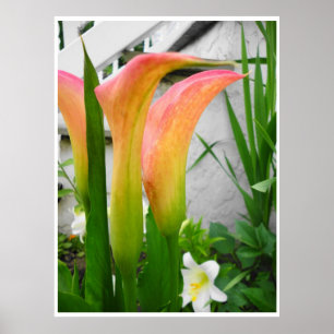 Poster, Calla Lilies Close-up, colour bkg options Poster