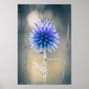 Poster Chardon Bleu