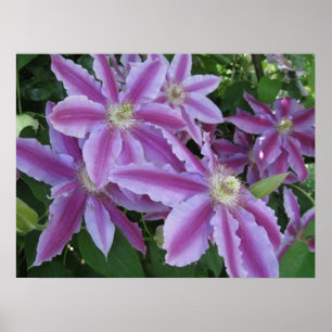 POSTER - Clematis flowers in spring in UK