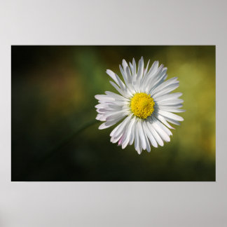 Poster Daisy Flower Floral Nature Photography