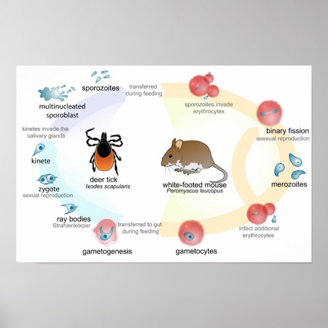 Poster Diagram Babesia microti life cycle (Front)
