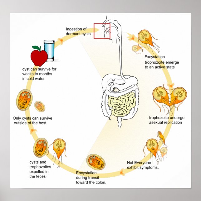Poster Diagram Giardia Life Cycle Parasite (Front)