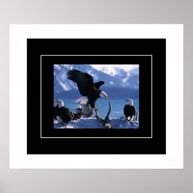 Poster-Eagles Poster (Front)