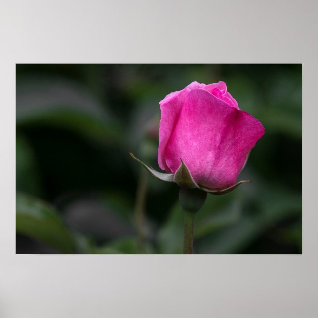 Poster Elegant Pink Rosebud  (Front)