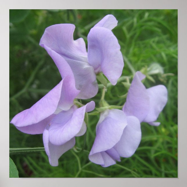 Poster Flower (Front)