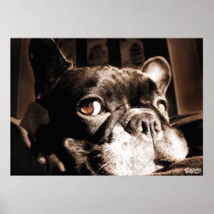 Poster French Bulldogge by Bullylicious