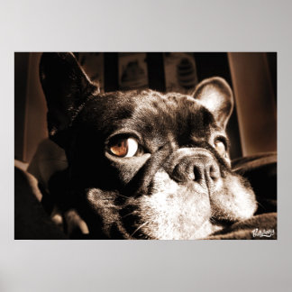 Poster French Bulldogge by Bullylicious