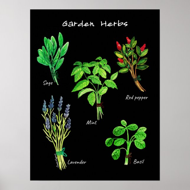 POSTER GARDEN HERBS (Front)