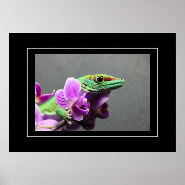 Poster Gecko (Front)