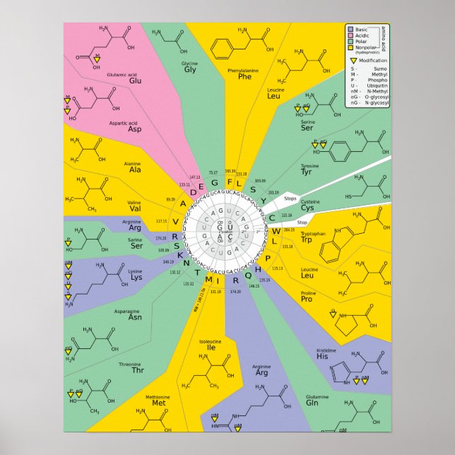 Poster GeneticCode amino acids codons (Front)