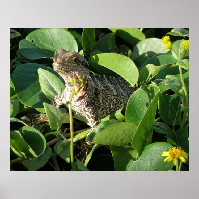 Poster Hidden Dragon Lizard Australia ZIZZAGO (Front)