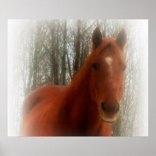 Poster/Horse in the woods Poster